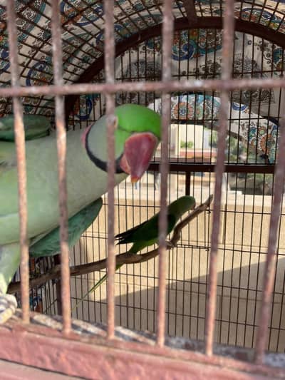 Alexander raw parrots for sale