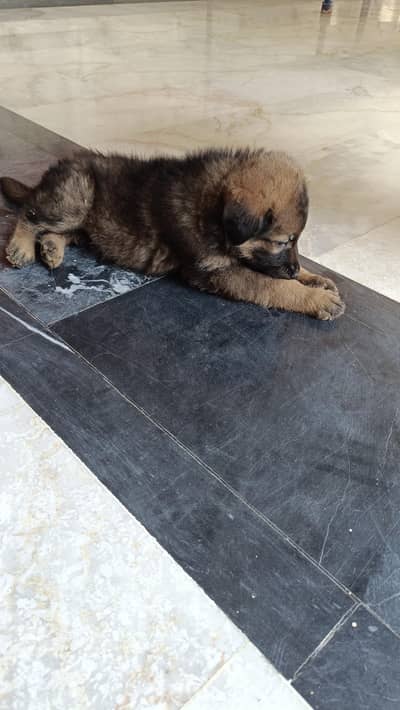 Special German Shepherd original breed