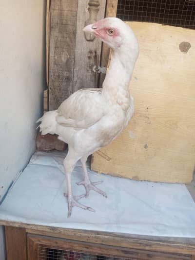 PURE WHITE ASEEL PATHI FOR SELL