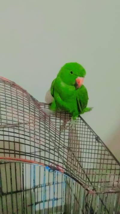 female parrot