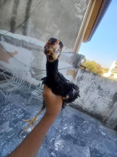 Aseel bengum chicks for sale