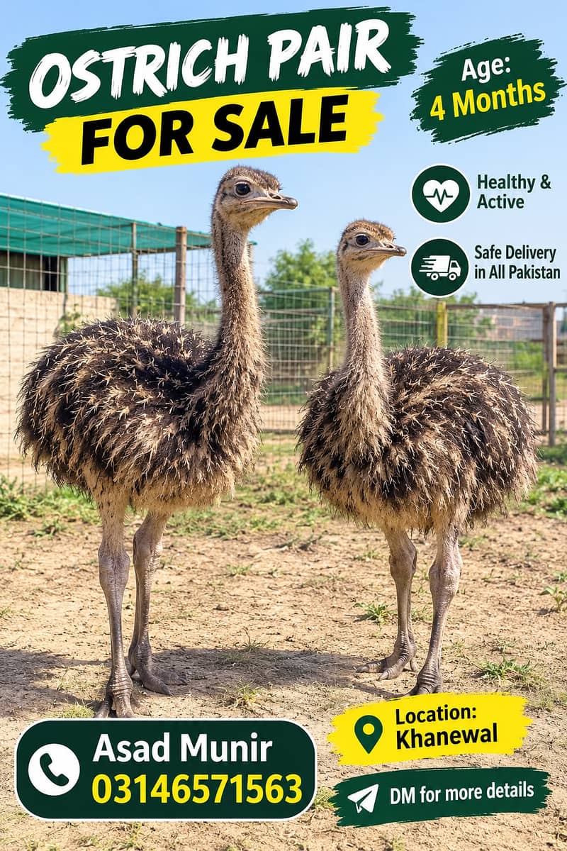 Ostrich Pair 0