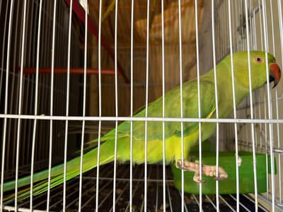 Ringneck Parrot