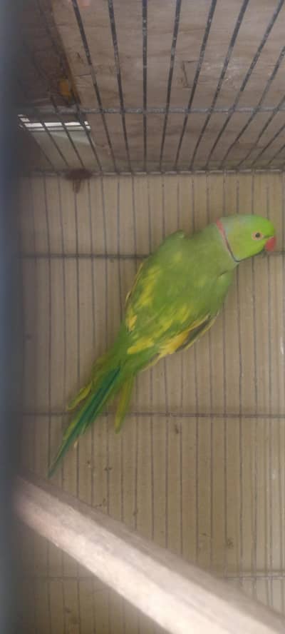 Breeder male