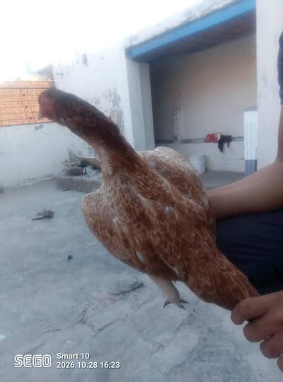 high quality aseel mianwali murgi