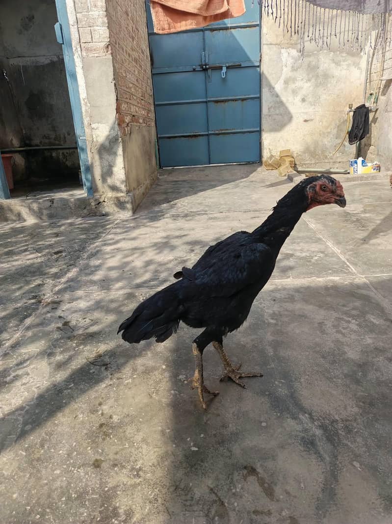 Black Shaamuu 1