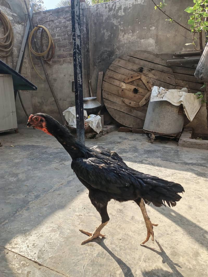 Black Shaamuu 2