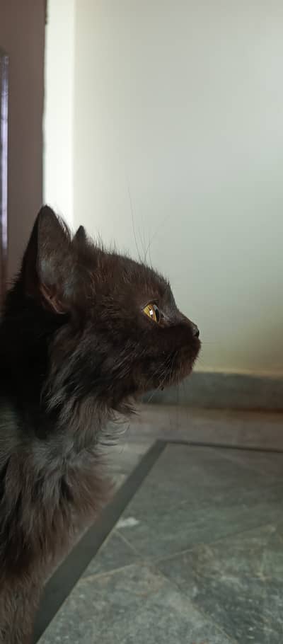 Black, brown Persian semi puch face cat for sale