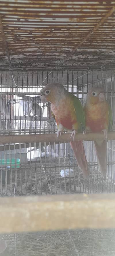 pineapple conure breeding pair
