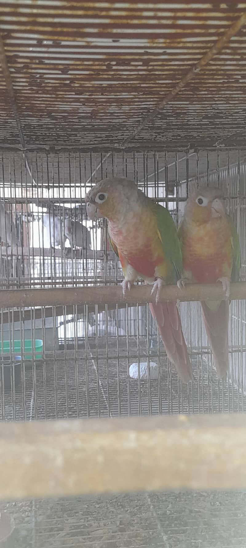 pineapple conure breeding pair 0