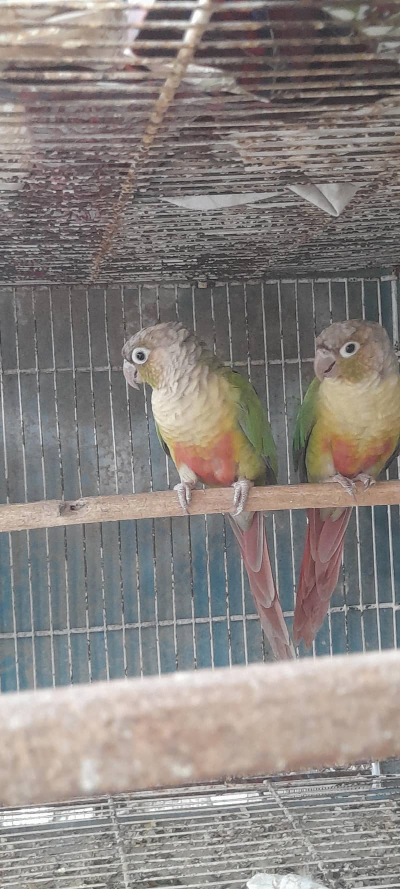 pineapple conure breeding pair 1