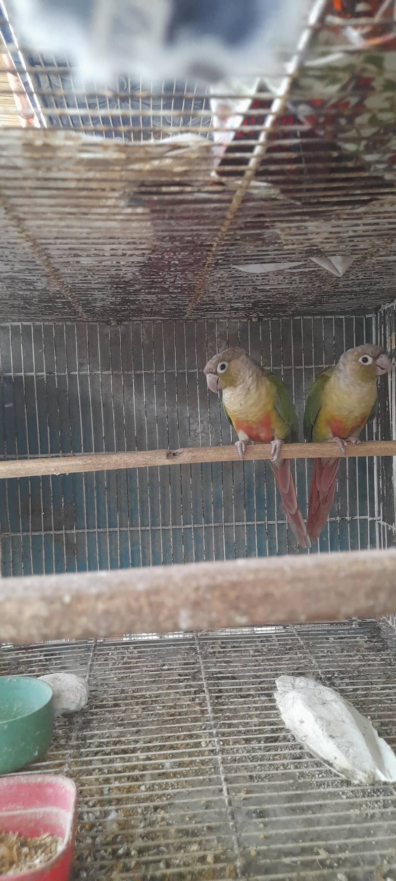 pineapple conure breeding pair 2