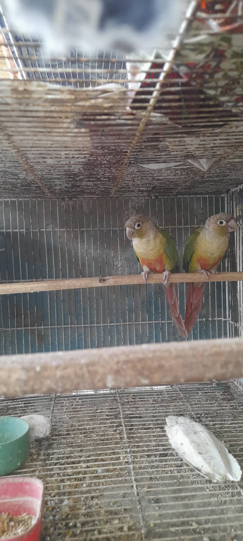 pineapple conure breeding pair 3