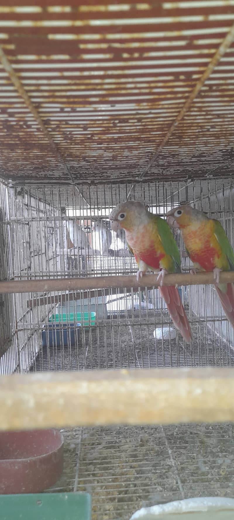 pineapple conure breeding pair 4