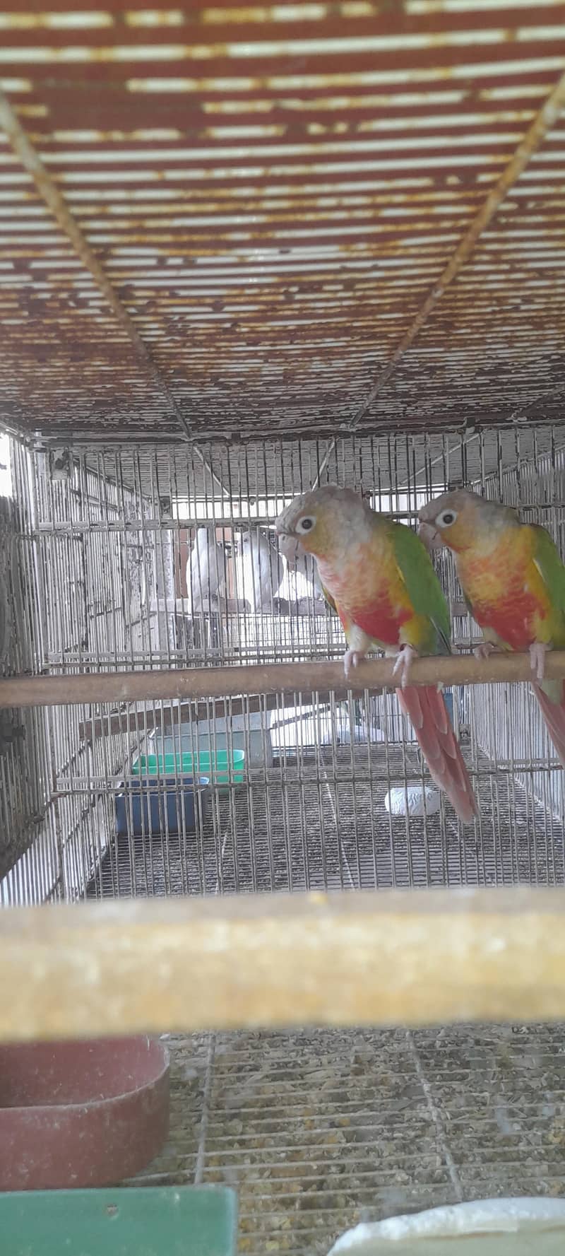 pineapple conure breeding pair 5