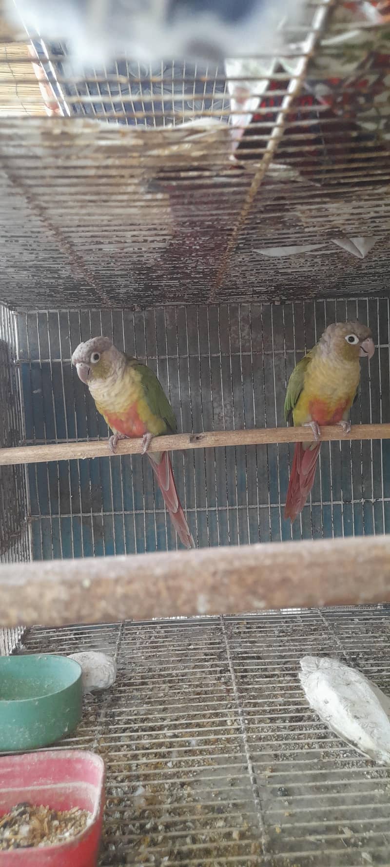pineapple conure breeding pair 6