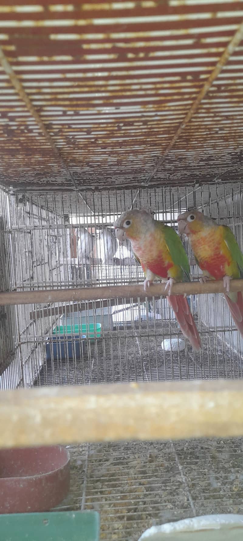 pineapple conure breeding pair 7