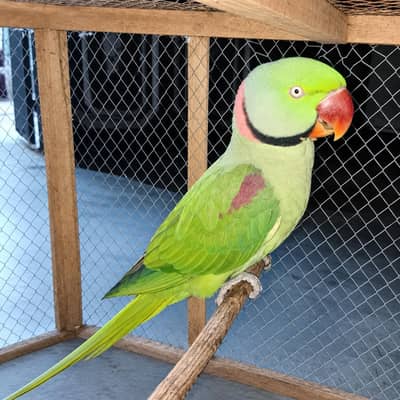 PARROT FOR SELL