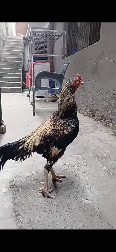 Jawa murga