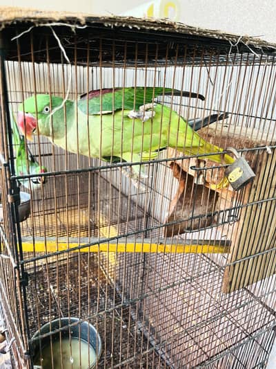 Raw breeder Female