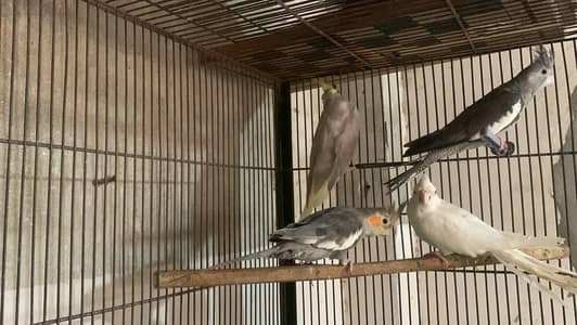 cockatiel and budgies