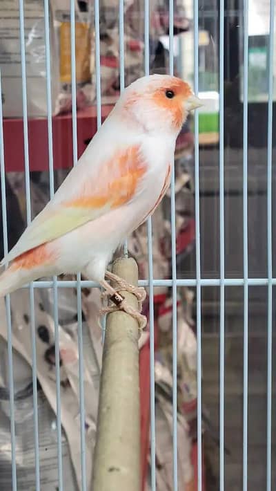 Orange Mosaic Canary For Sale!