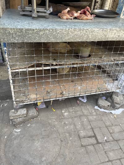 Cage for Chicken and accessories (Phone: 03072822005 Shehzad)