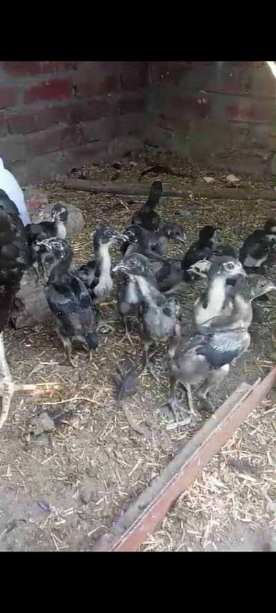 pure penus pokye chicks aseel