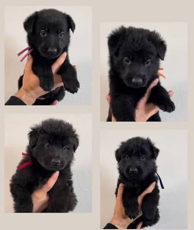 Precious black german shepherd puppy healthy 10/10 whatapp msg