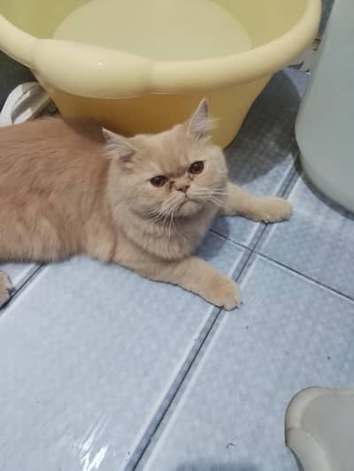 Grey Persian Male Cat