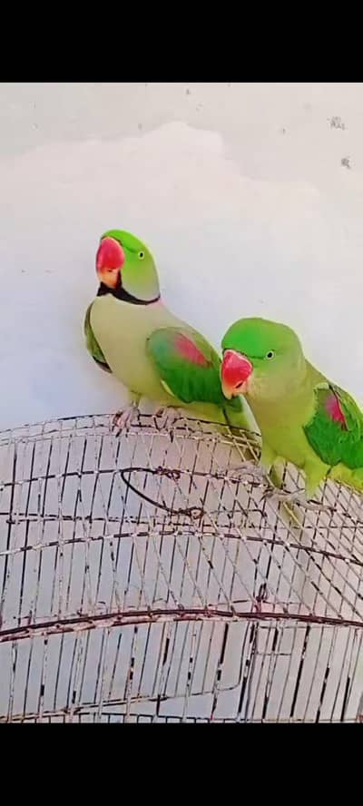 khasmiri raw parrot/ taking parrot