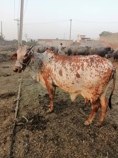 cow 2nd suwa 2 month ki sui ha sath wachi ha