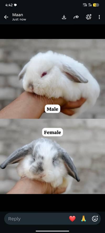 Hollandloop bunnies pair for sale