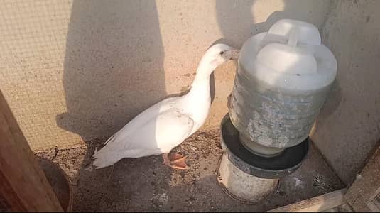 1 Pekin duck for sale duck