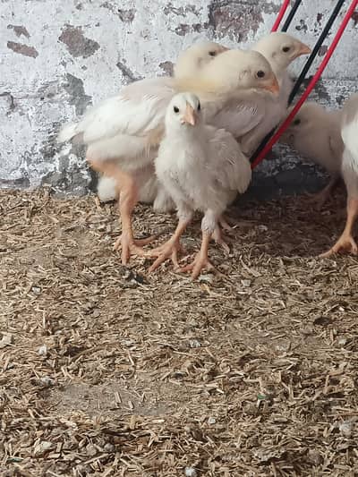 aseel heera chicks long height parents