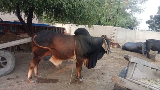 Desi Sahiwal Bull for Sale | 9 Mann Live Weight | Healthy & Full Size