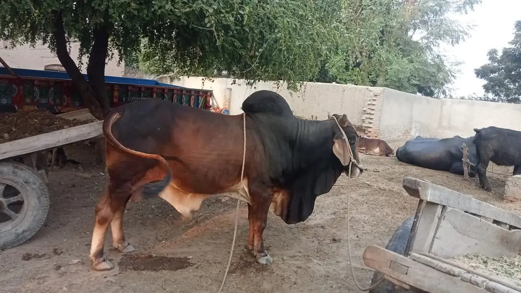 Desi Sahiwal Bull for Sale | 9 Mann Live Weight | Healthy & Full Size
