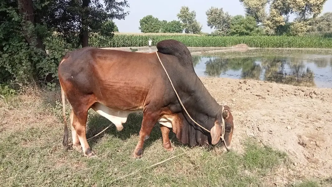 Desi Sahiwal Bull for Sale | 9 Mann Live Weight | Healthy & Full Size — photo 3