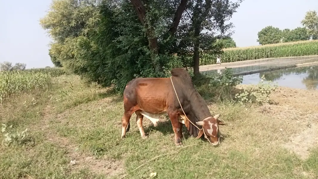 Desi Sahiwal Bull for Sale | 9 Mann Live Weight | Healthy & Full Size — photo 4
