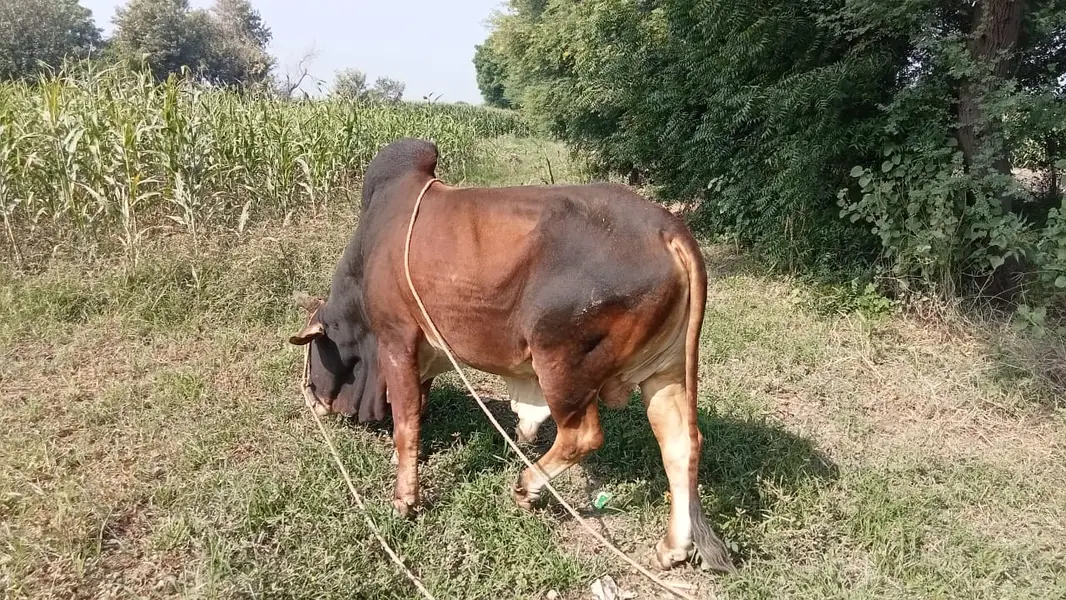 Desi Sahiwal Bull for Sale | 9 Mann Live Weight | Healthy & Full Size — photo 6