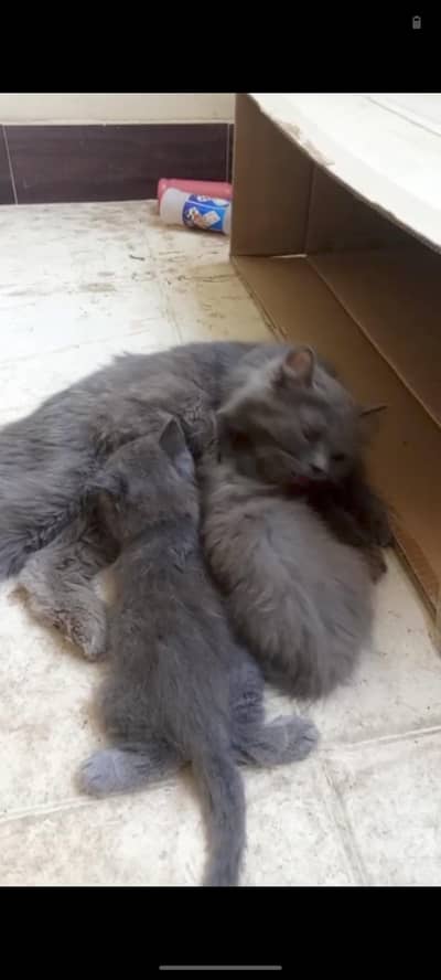 Male British Code Female Perisn Cat both