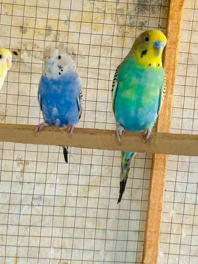 Australian budgies breeder pair male rainbow split