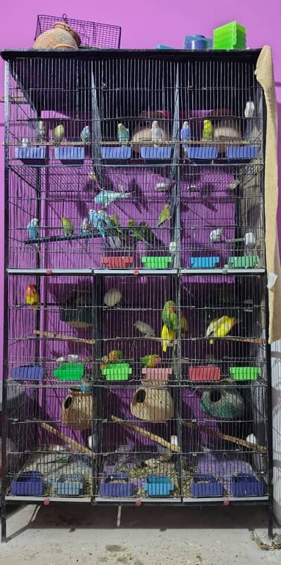budgies pear lovebirds pear cages 12 portion setup for sale