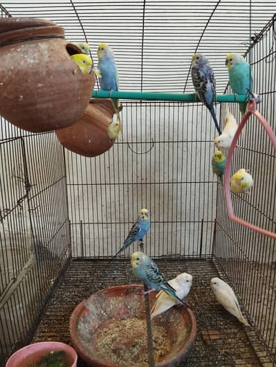 Australian parrots, pairs for sale