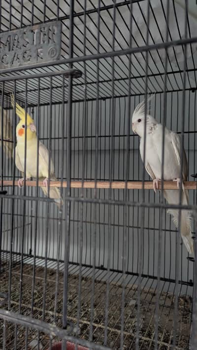 cockatiel pair