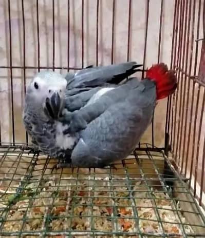 african grey parrot chicks for sale 0327/ 7687/553