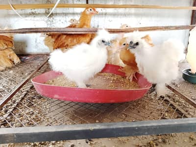White Silkie & Golden Heavy Buff Chicks for Sale