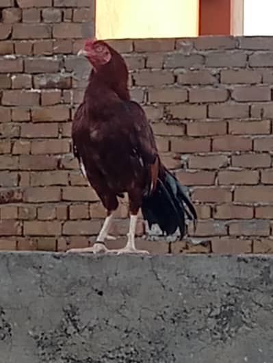 3 aseel for sale