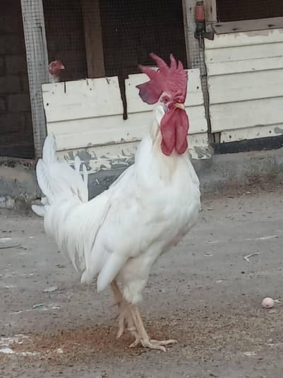 murga for sale