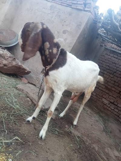 betal Bakra or bakri ha 2no barkaaa qurbni pa Lagna wlaa ha